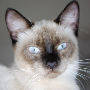 Meet your Posher, Sunny